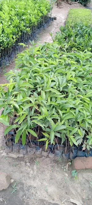 Muvule (Melcia Excelisa)