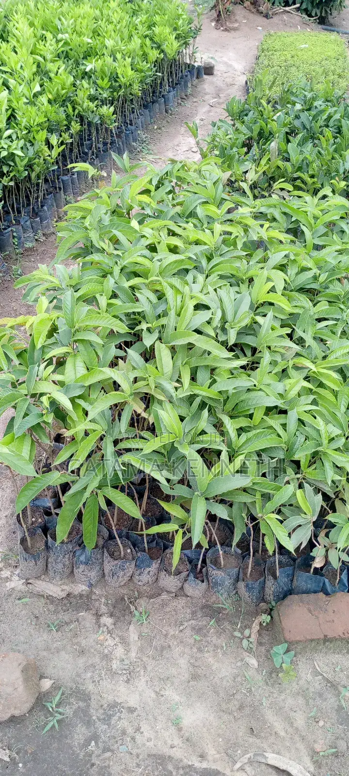 Muvule (Melcia Excelisa)