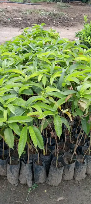 Muvule (Melcia Excelisa)