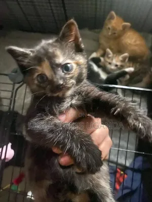 0-1 month Female Purebred Burmese