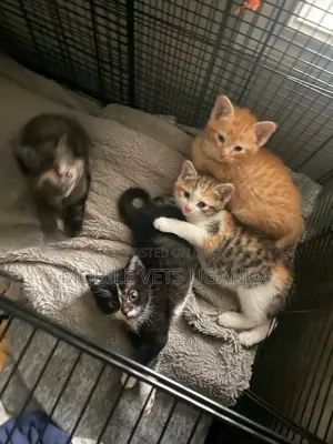 0-1 month Female Purebred Singapura