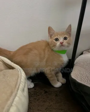 3-6 months Male Purebred American Shorthair
