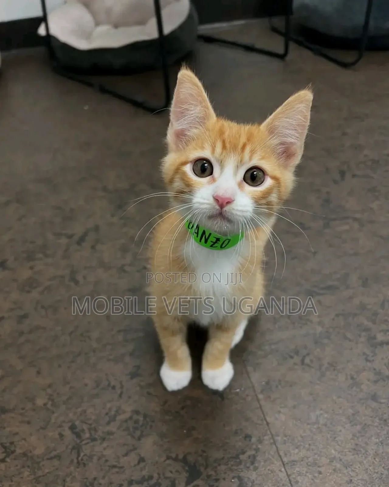 1-3 months Female Purebred Tabby