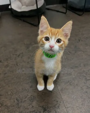 1-3 months Female Purebred Tabby