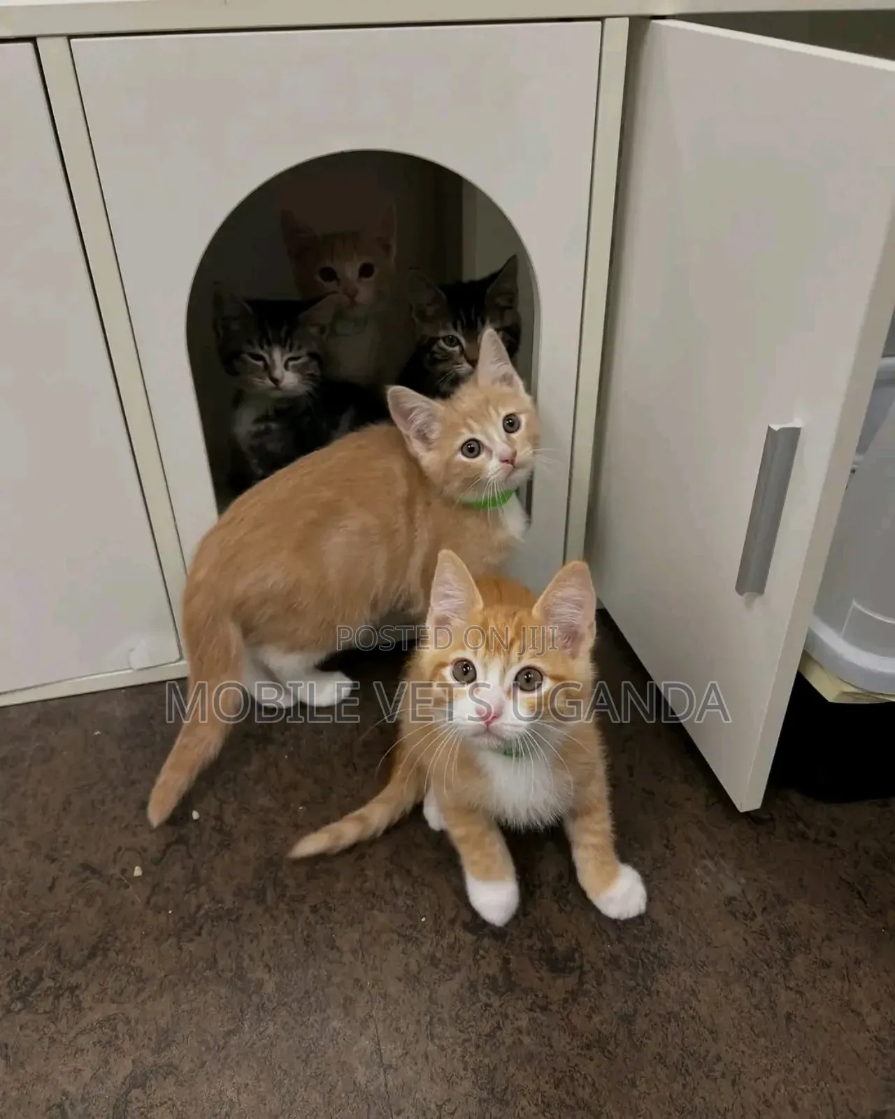6-12 months Male Purebred Burmese