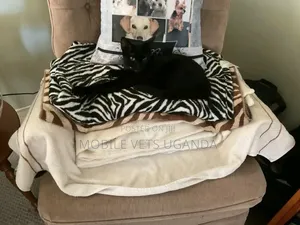 3-6 months Male Purebred Bombay