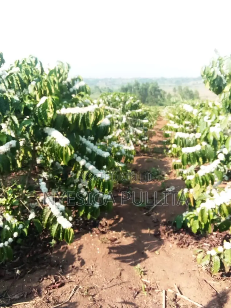 Coffe Cutting Seedlings ,