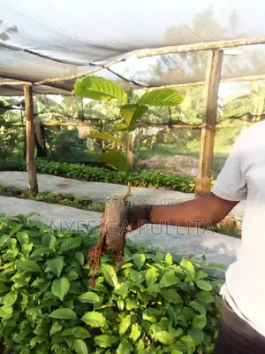 Coffe Cutting Seedlings ,
