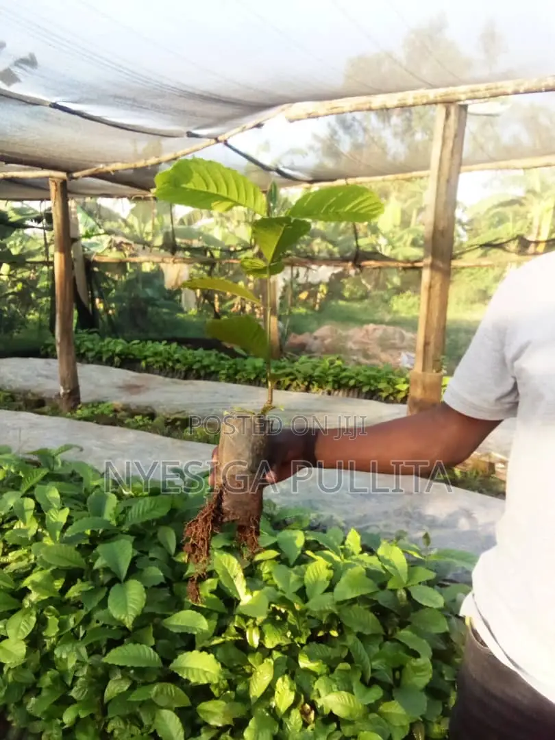Coffe Cutting Seedlings ,