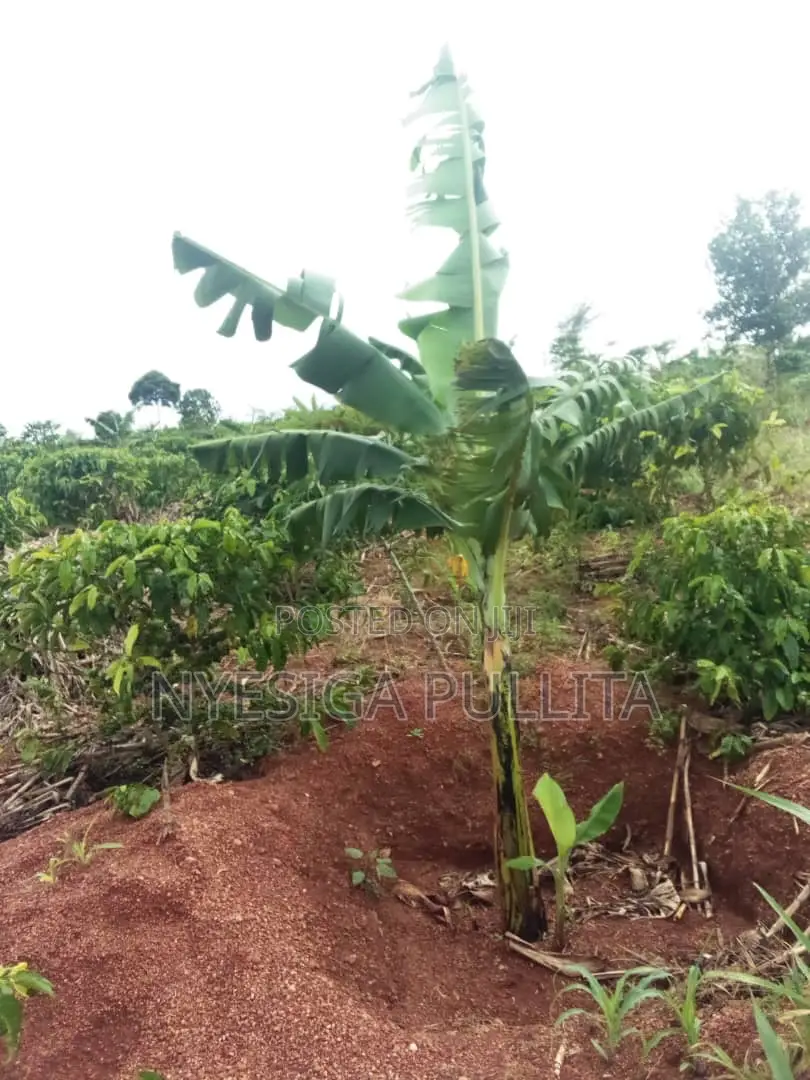 Coffe Cutting Seedlings ,