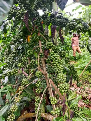 Coffe Cutting Seedlings ,