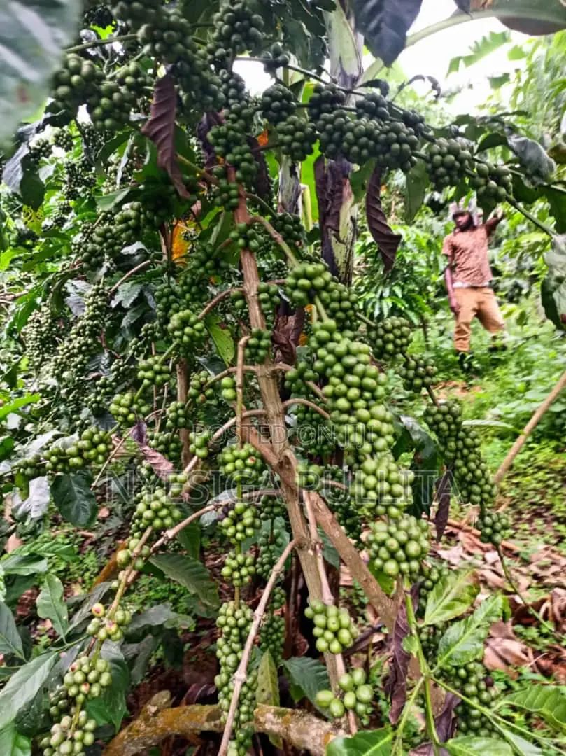 Coffe Cutting Seedlings ,