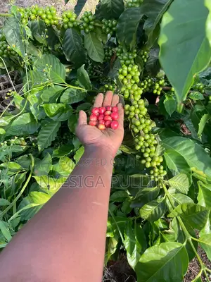 Coffe Cutting Seedlings ,