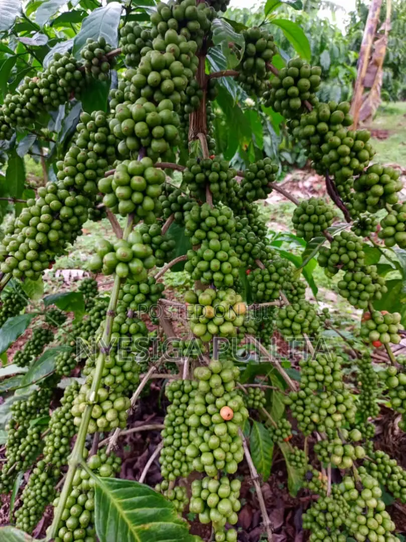 Coffe Cutting Seedlings ,