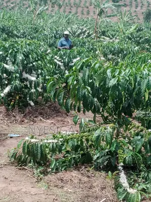 Coffe Cutting Seedlings ,