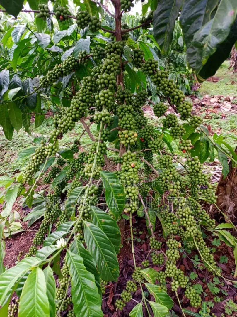 Coffe Cutting Seedlings ,