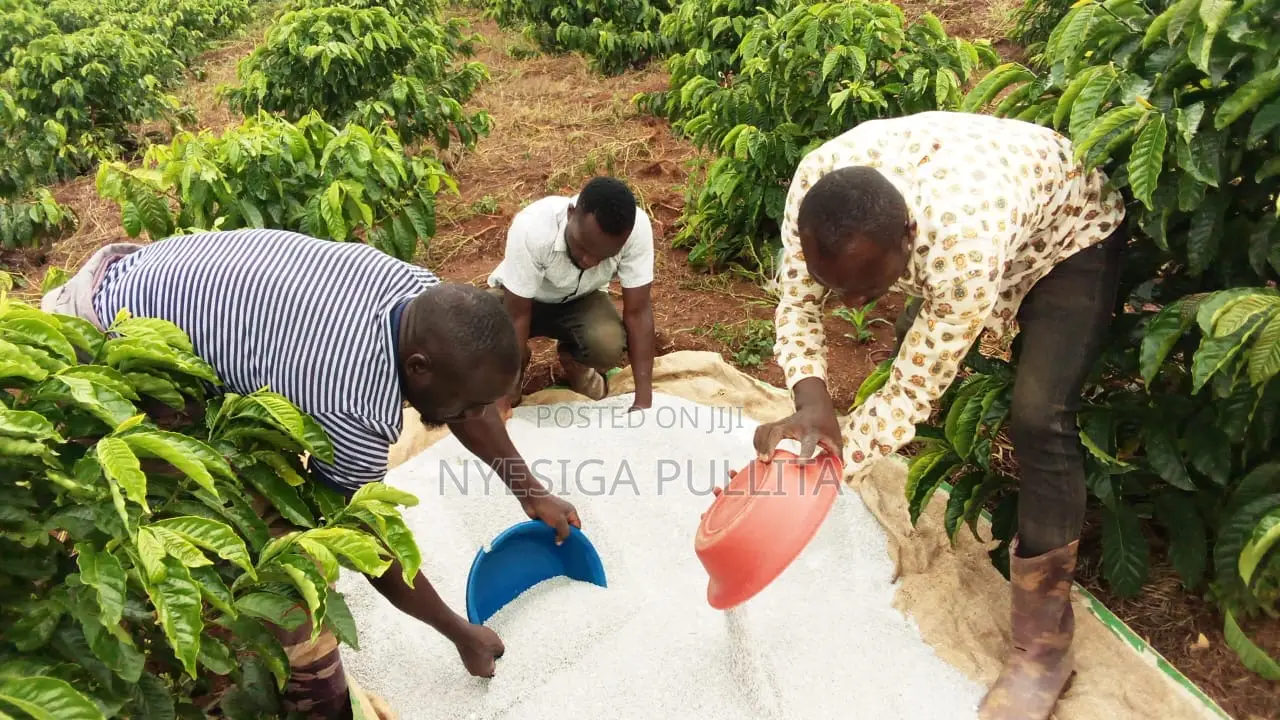 Coffe Cutting Seedlings ,