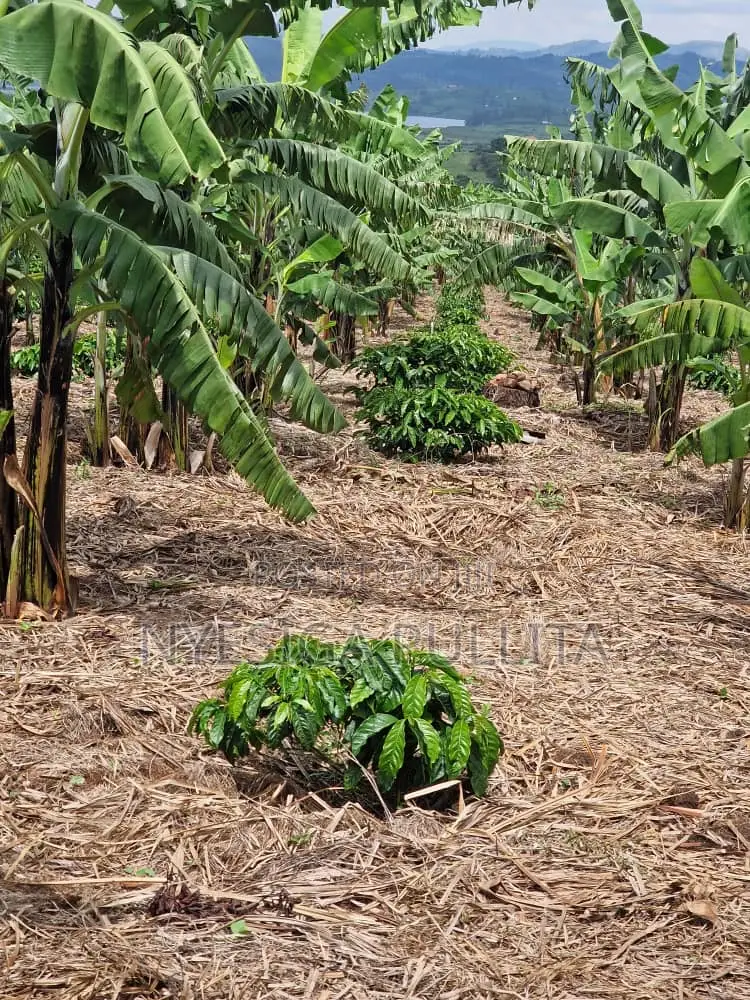 Coffe Cutting Seedlings ,