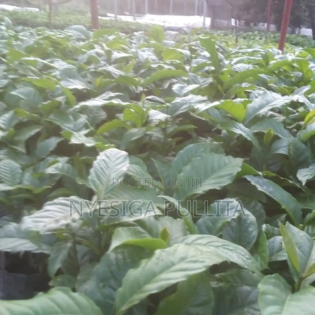 Coffe Cutting Seedlings ,