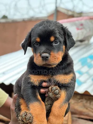 1-3 months Male Purebred Rottweiler
