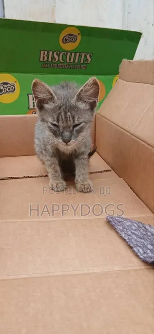 1-3 months Male Mixed Breed Cat