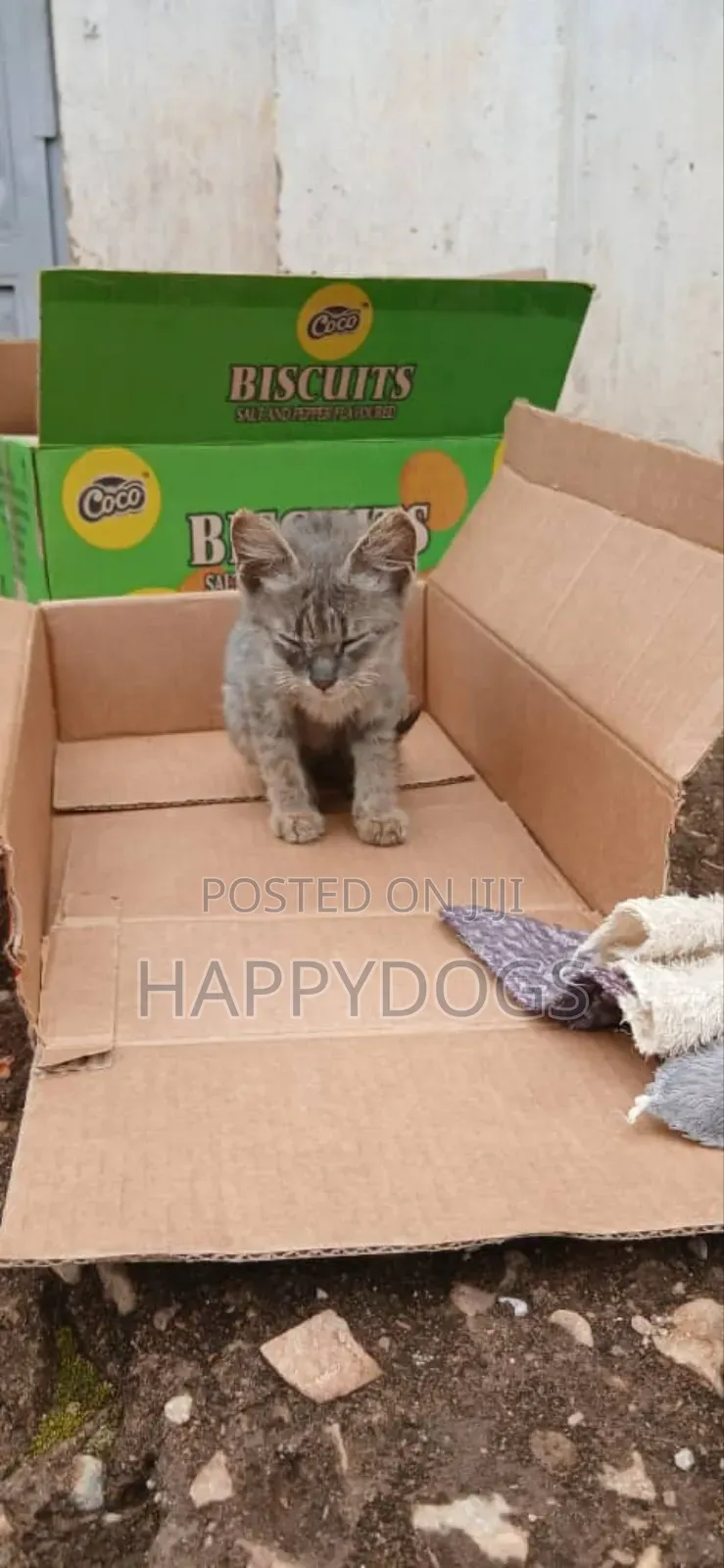 1-3 months Male Mixed Breed Cat