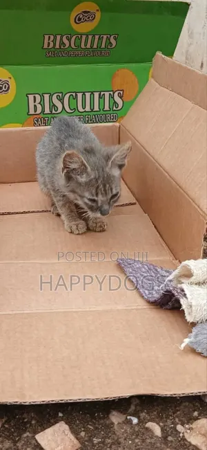 1-3 months Male Mixed Breed Cat