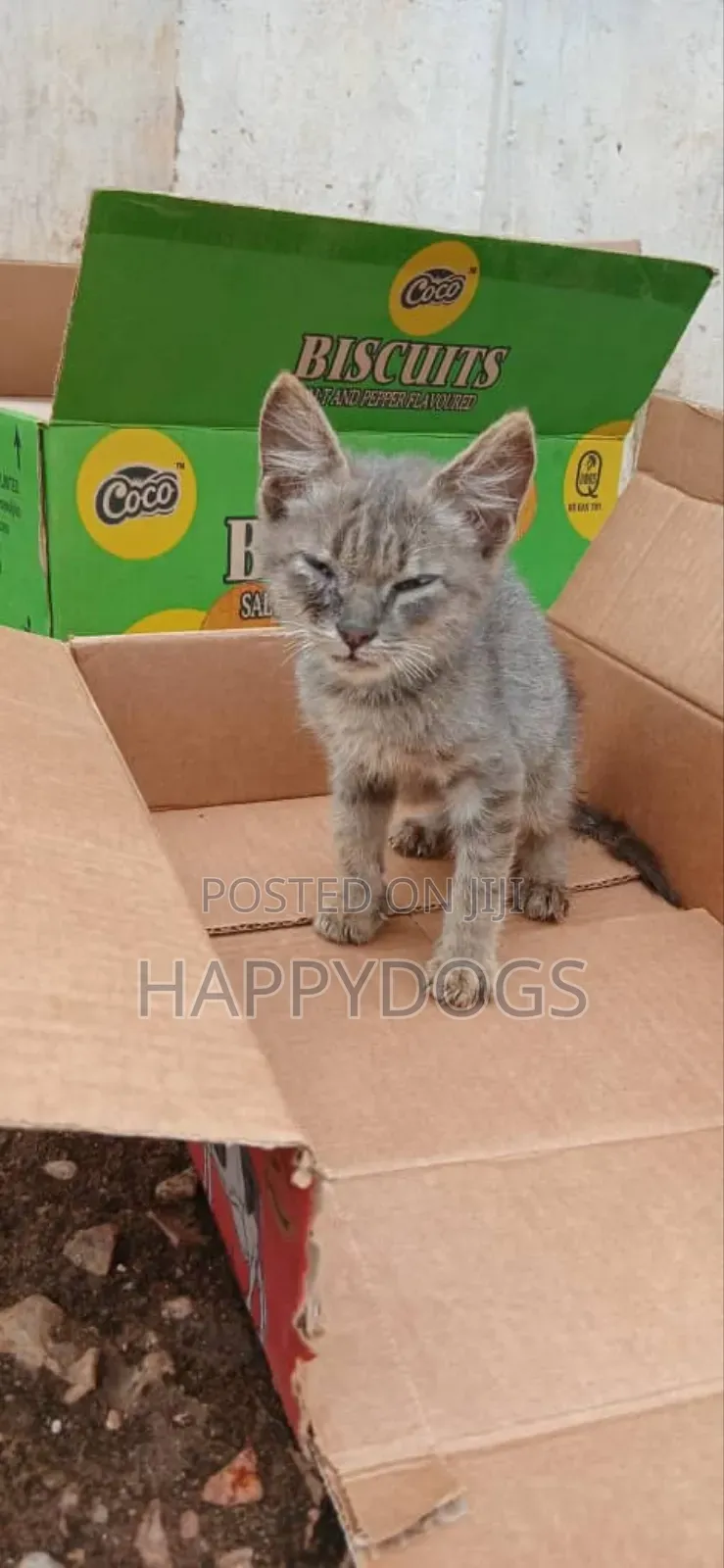 1-3 months Male Mixed Breed Cat