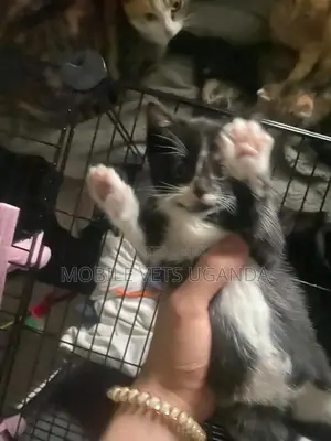 1-3 months Male Purebred Bombay