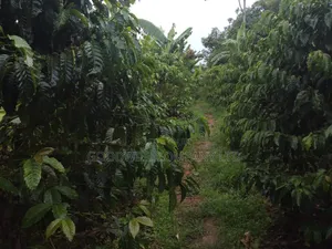 4 Acres of Land at Nakifuma Kalagi Town Few Meters From Tarmac