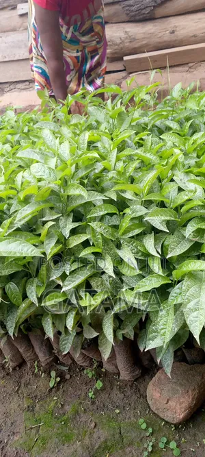Passion Fruit Seedlings