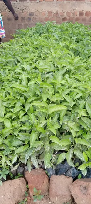 Passion Fruit Seedlings