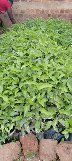 Passion Fruit Seedlings