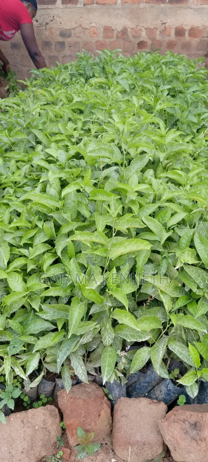 Passion Fruit Seedlings