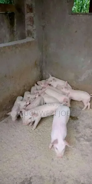 F1 Landrace Piglets