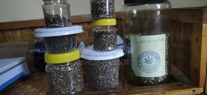 Kush Seeds