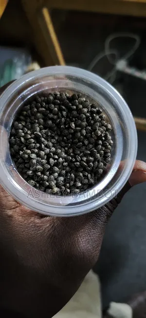 Kush Seeds