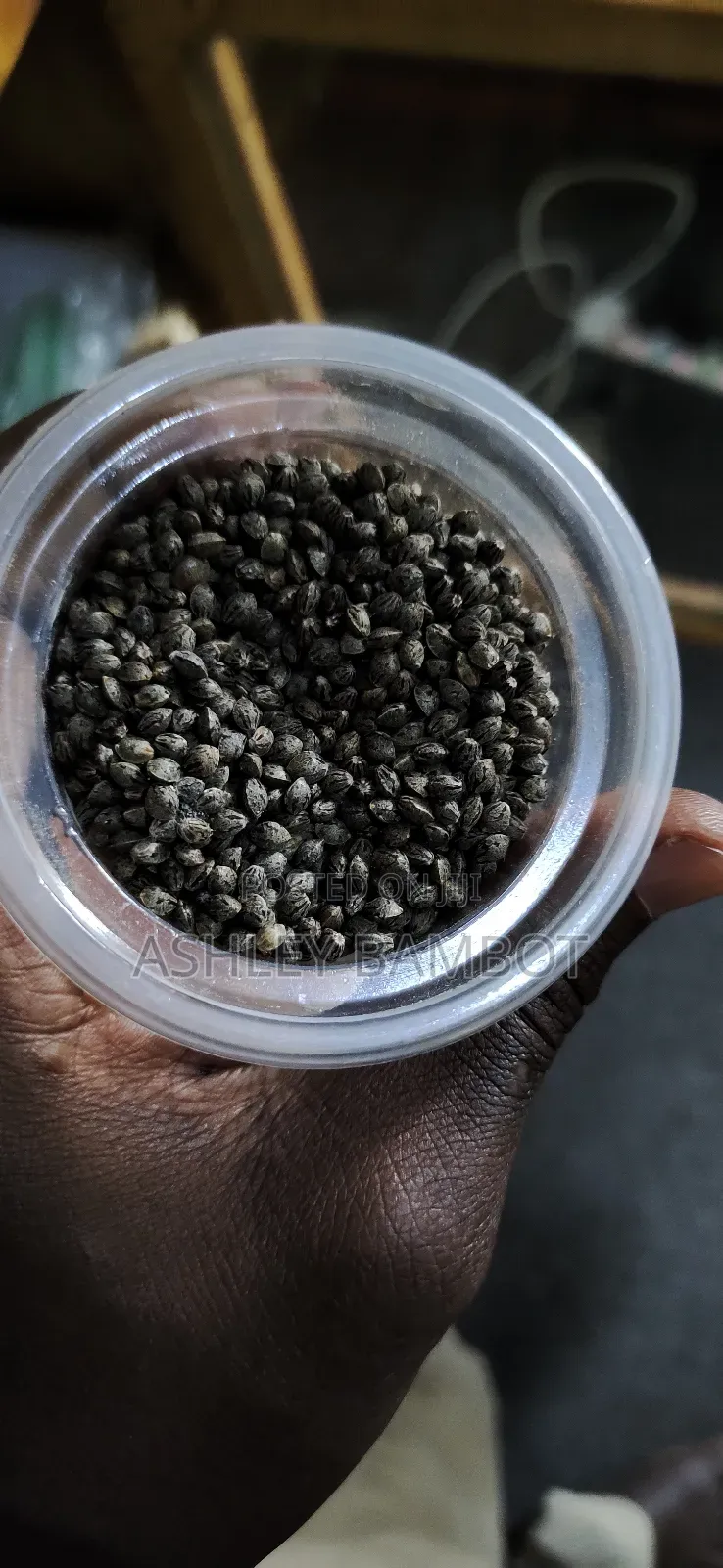 Kush Seeds