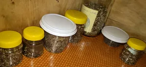 Kush Seeds