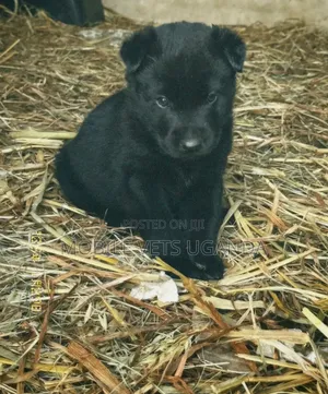 0-1 month Male Purebred German Shepherd