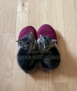 1-3 months Male Purebred American Wirehair