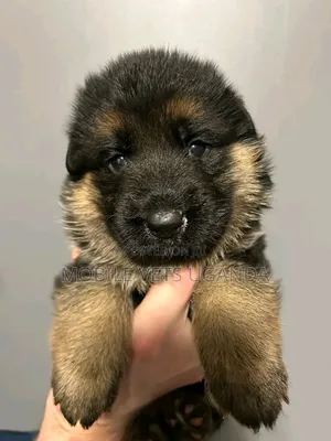 0-1 month Male Purebred German Shepherd
