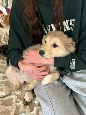 1-3 months Female Purebred Siberian Husky