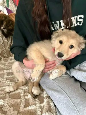 3-6 months Male Purebred Siberian Husky