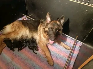 0-1 month Male Purebred German Shepherd