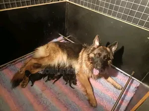 1-3 months Female Purebred German Shepherd