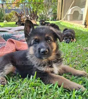 3-6 months Male Purebred German Shepherd