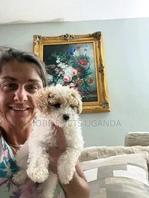 6-12 months Female Purebred Maltese