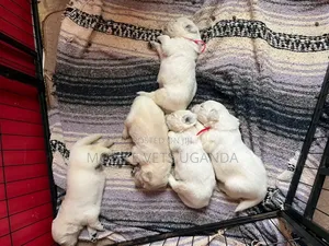 1-3 months Female Purebred Golden Retriever