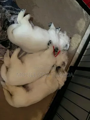 1-3 months Male Purebred Golden Retriever